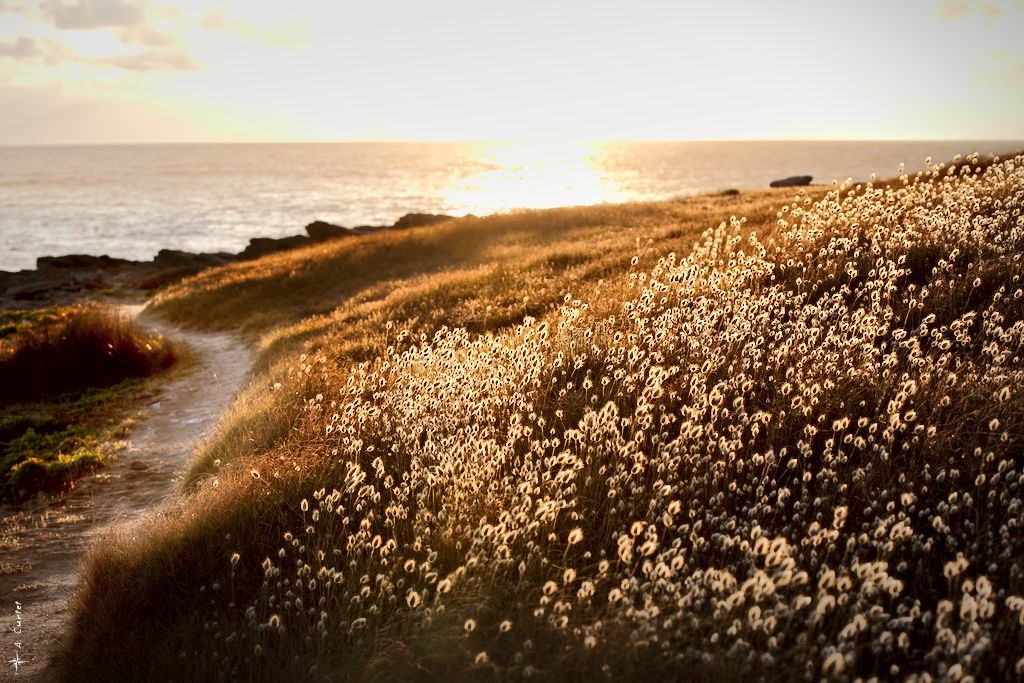 Environnement île d'Yeu